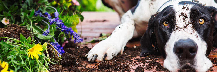 Best Back Patio Plants for Georgia Summers