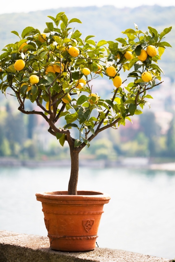 Best Back Patio Plants for Georgia Summers
