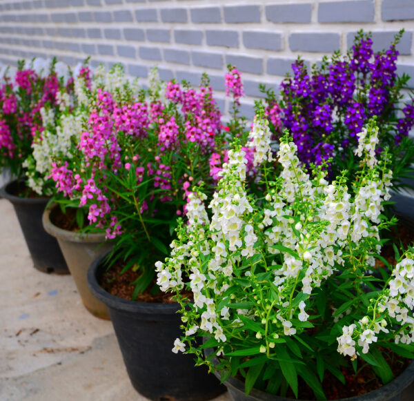 Best Back Patio Plants for Georgia Summers