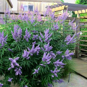 Best Back Patio Plants for Georgia Summers