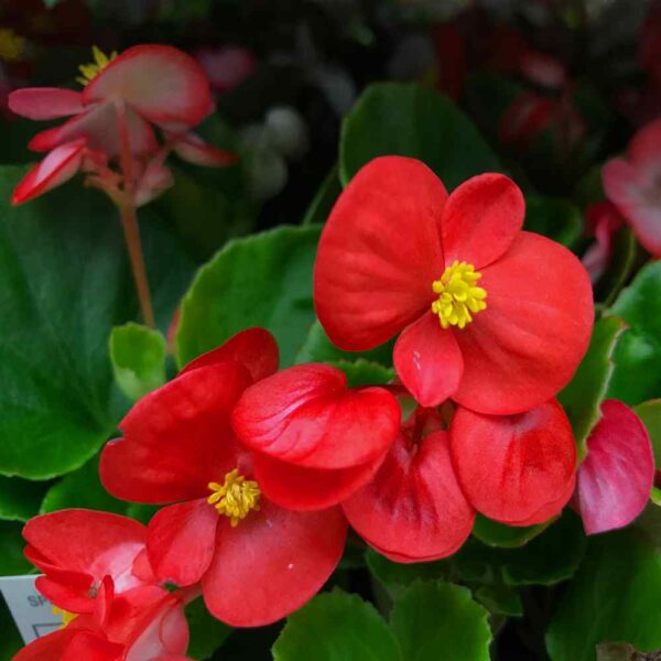 Best Back Patio Plants for Georgia Summers