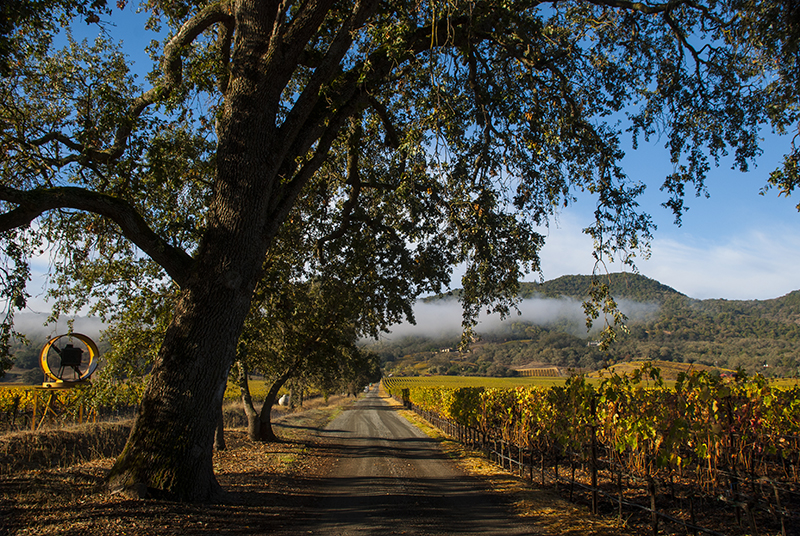 Resident Napa