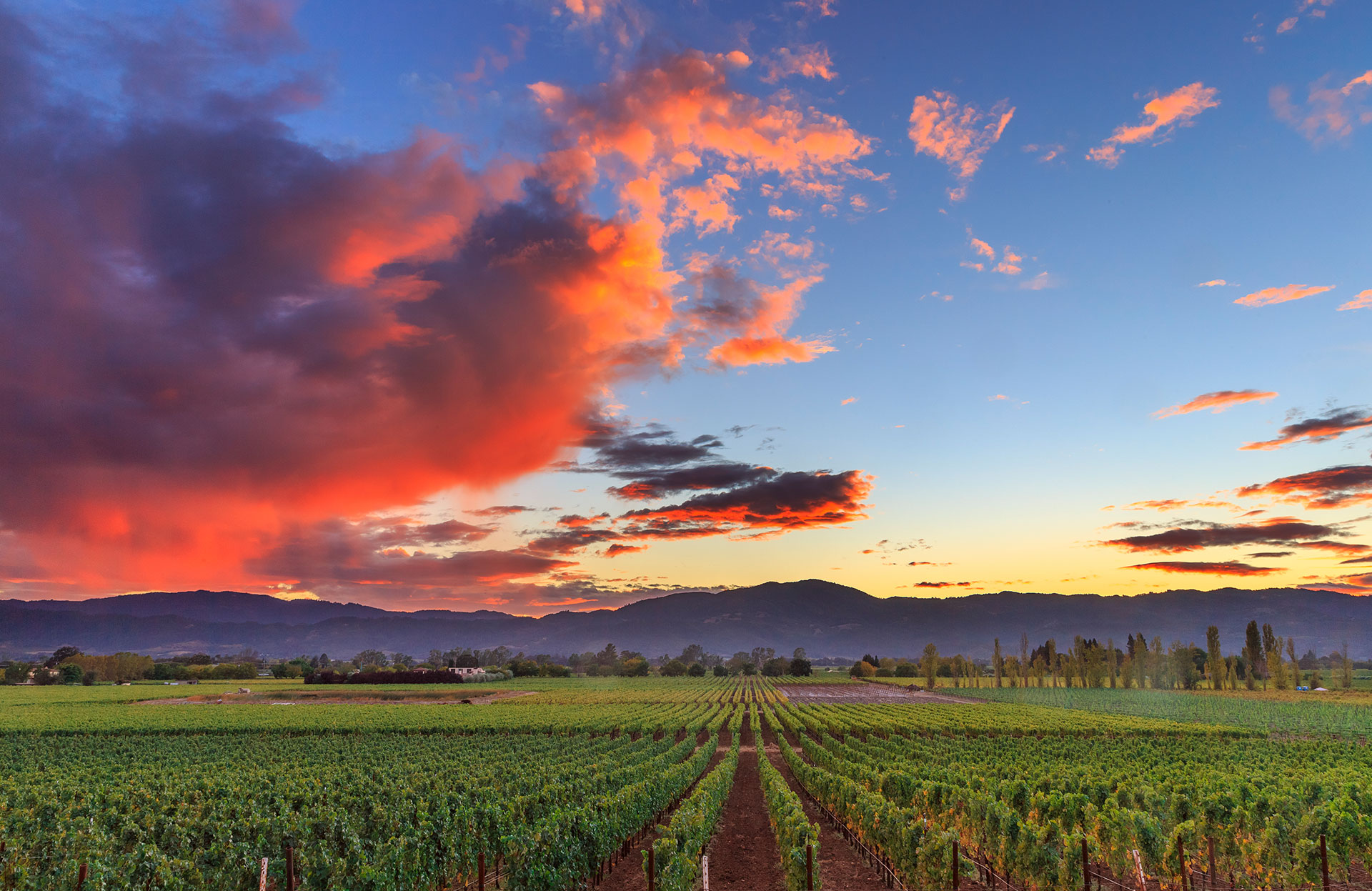 Luxury Napa Valley vineyard estate with vines and rolling hills