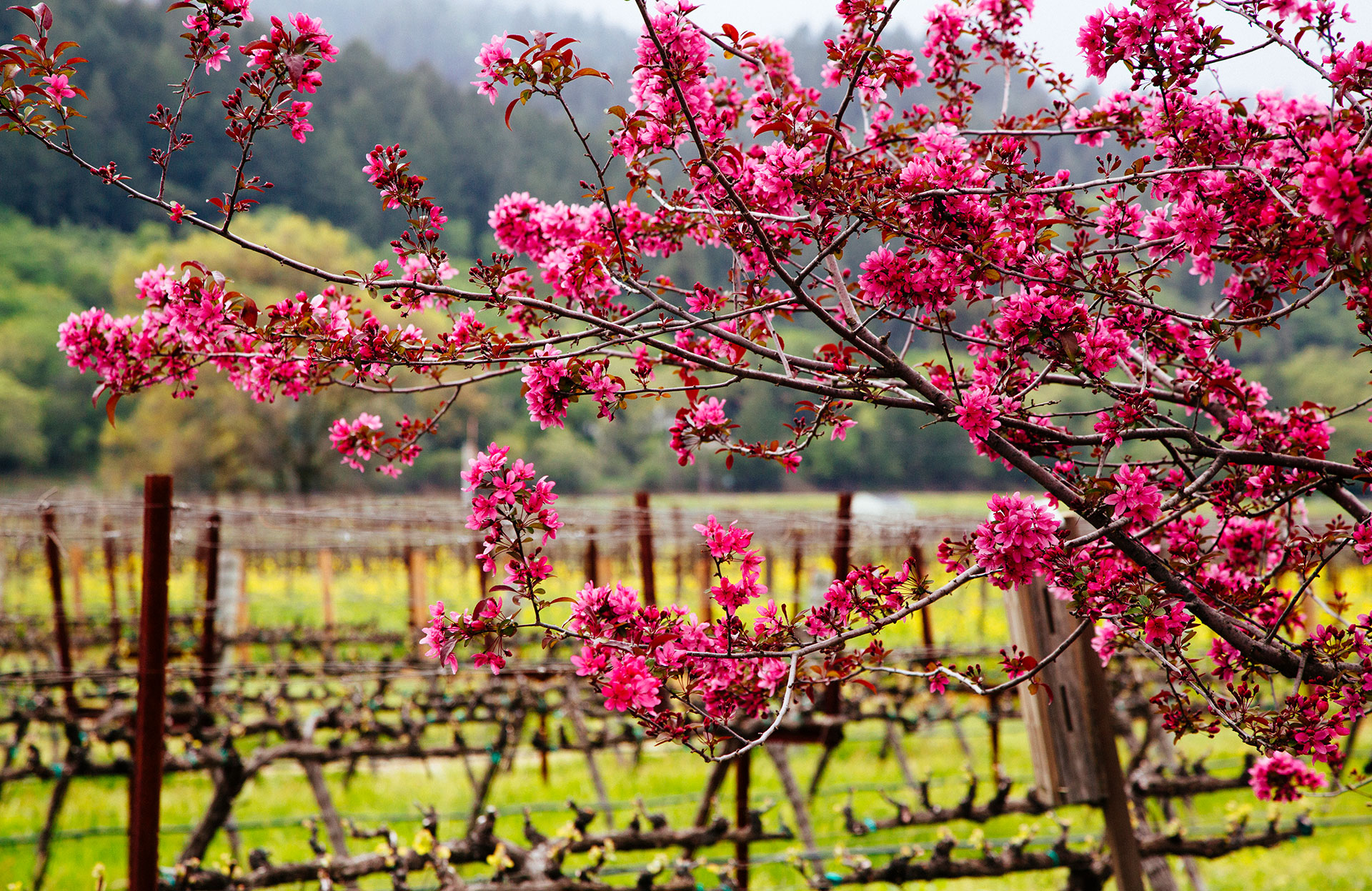 Luxury vineyard estate with private vines in Napa Valley