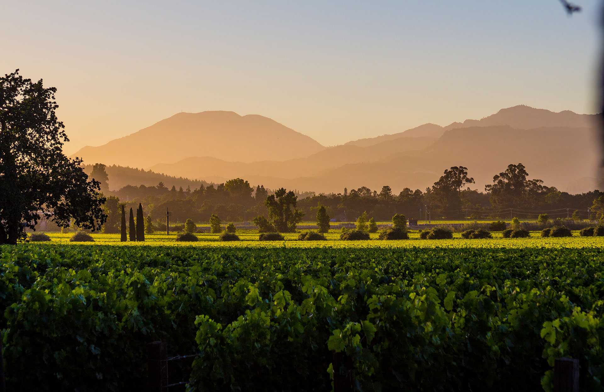 Luxury vineyard estate in Rutherford Napa Valley
