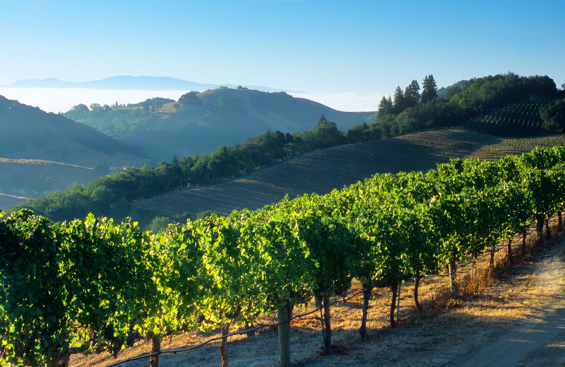 Private vineyard estate in Calistoga Napa Valley