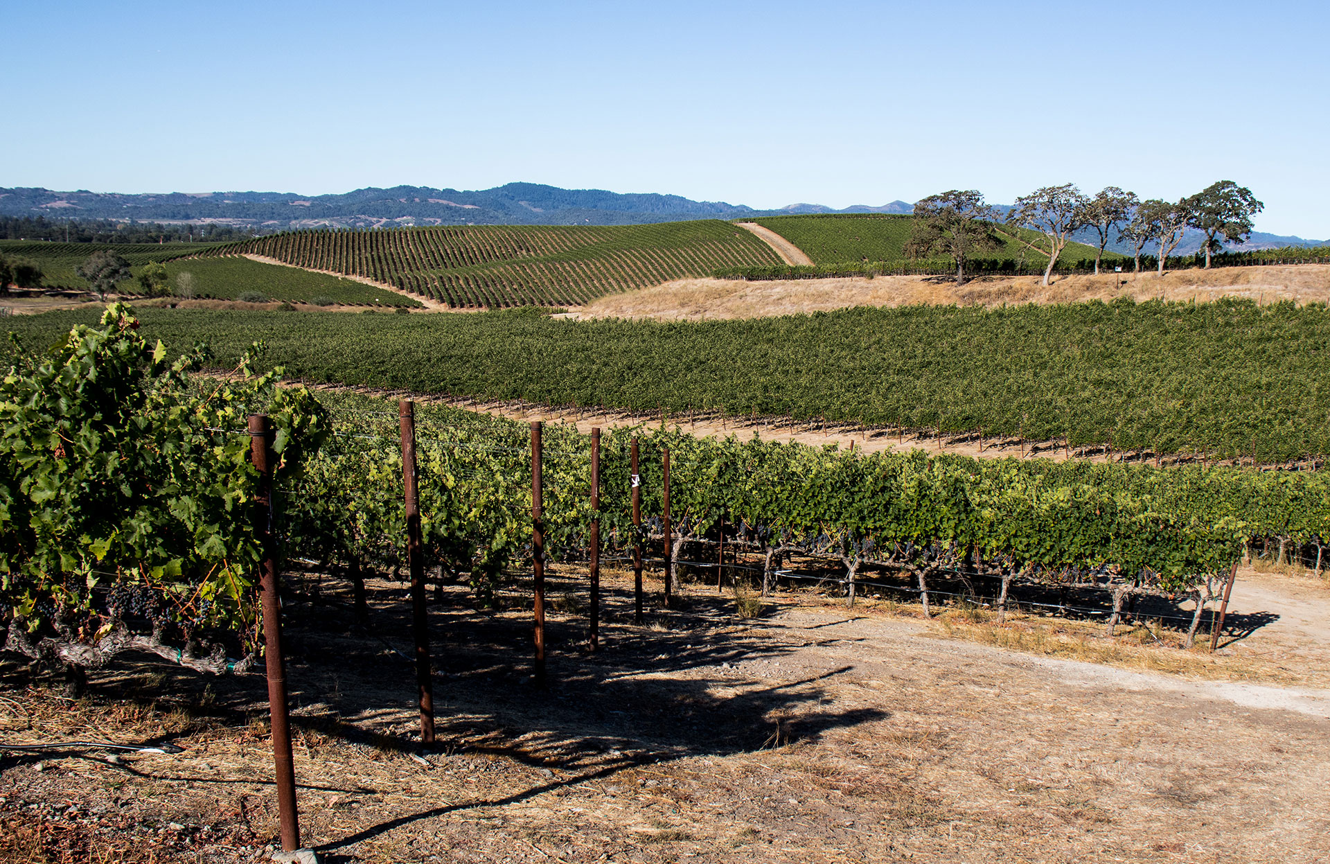 Luxury vineyard estate St. Helena