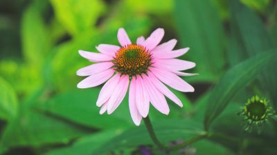 echinacea