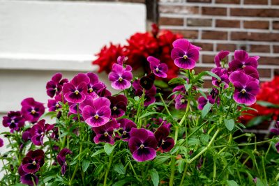 pansies in a pot