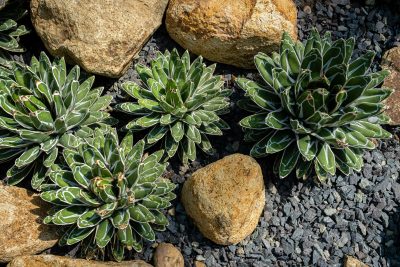 xeriscaping