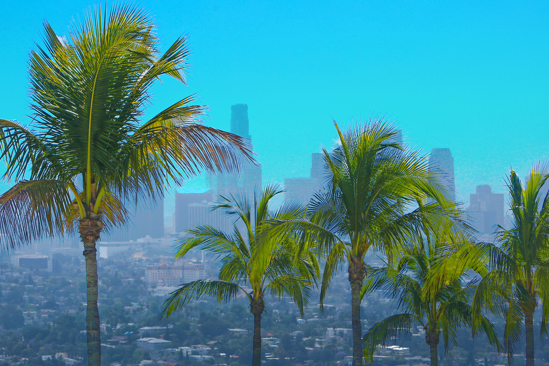 Skyline Palm Trees