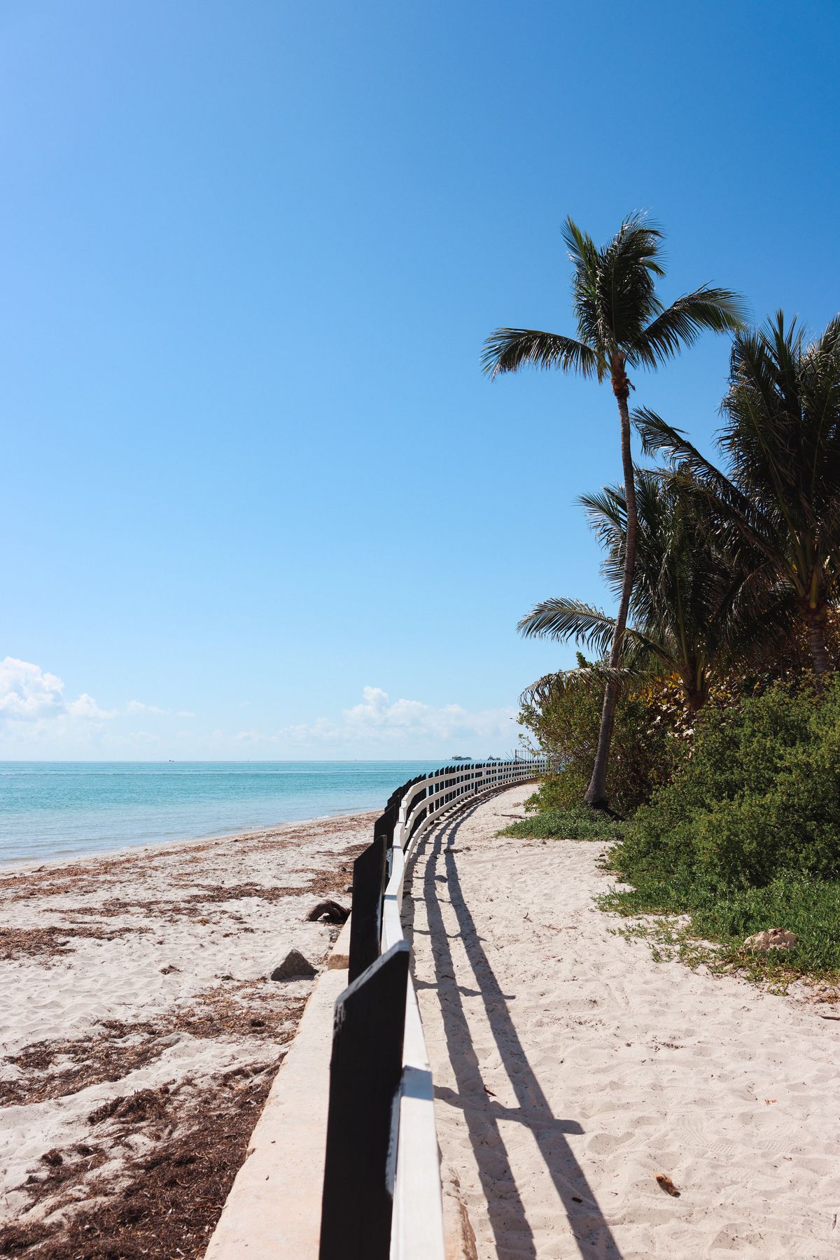Sunny Florida beach lined with palm trees under a clear sky near Jupiter