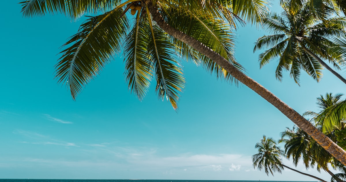 Palm-lined shoreline in Palm Beach County, Florida