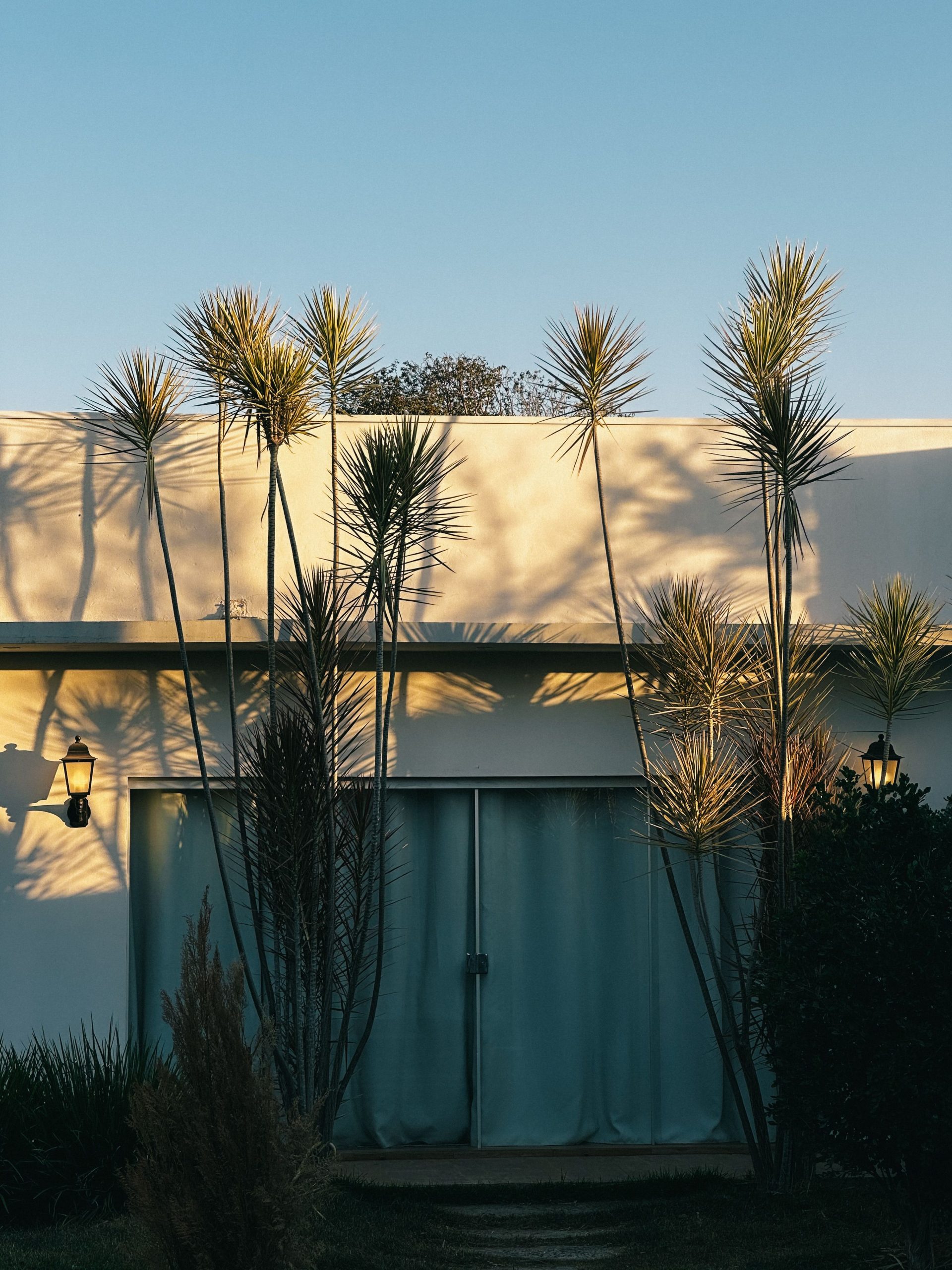 Palm trees in warm afternoon sun outside a modern South Florida home, evoking home-buying season in Palm Beach County