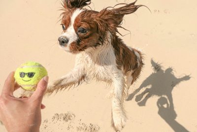 The 10 Most Dog-Friendly Neighborhoods in Los Angeles
