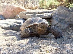 Desert Tortoise