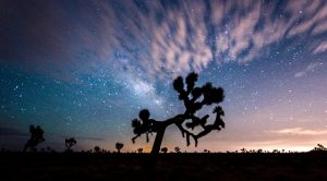 JoshuaTree-night sky festival