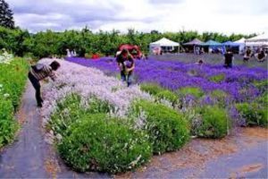 Lavender Festival
