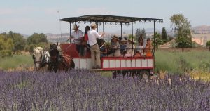 Lavender Festival 2019