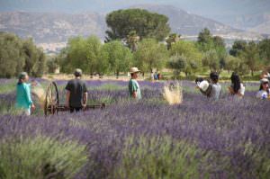 Lavender Festival
