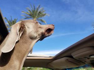 On Our Way to the Palm Springs Kennel Club Dog Show at the Empire Polo Grounds