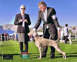 Palm Springs Dog Show