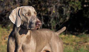 weim-dog-show