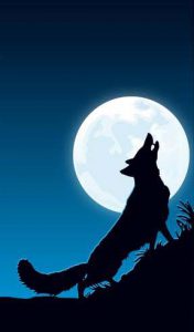 Coyote howling at the moon