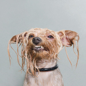 Wet Dog