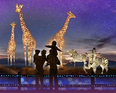 WildLights Living Desert