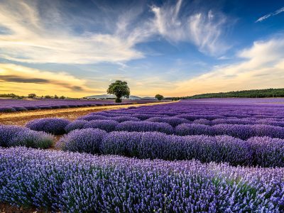 Lavender Festival