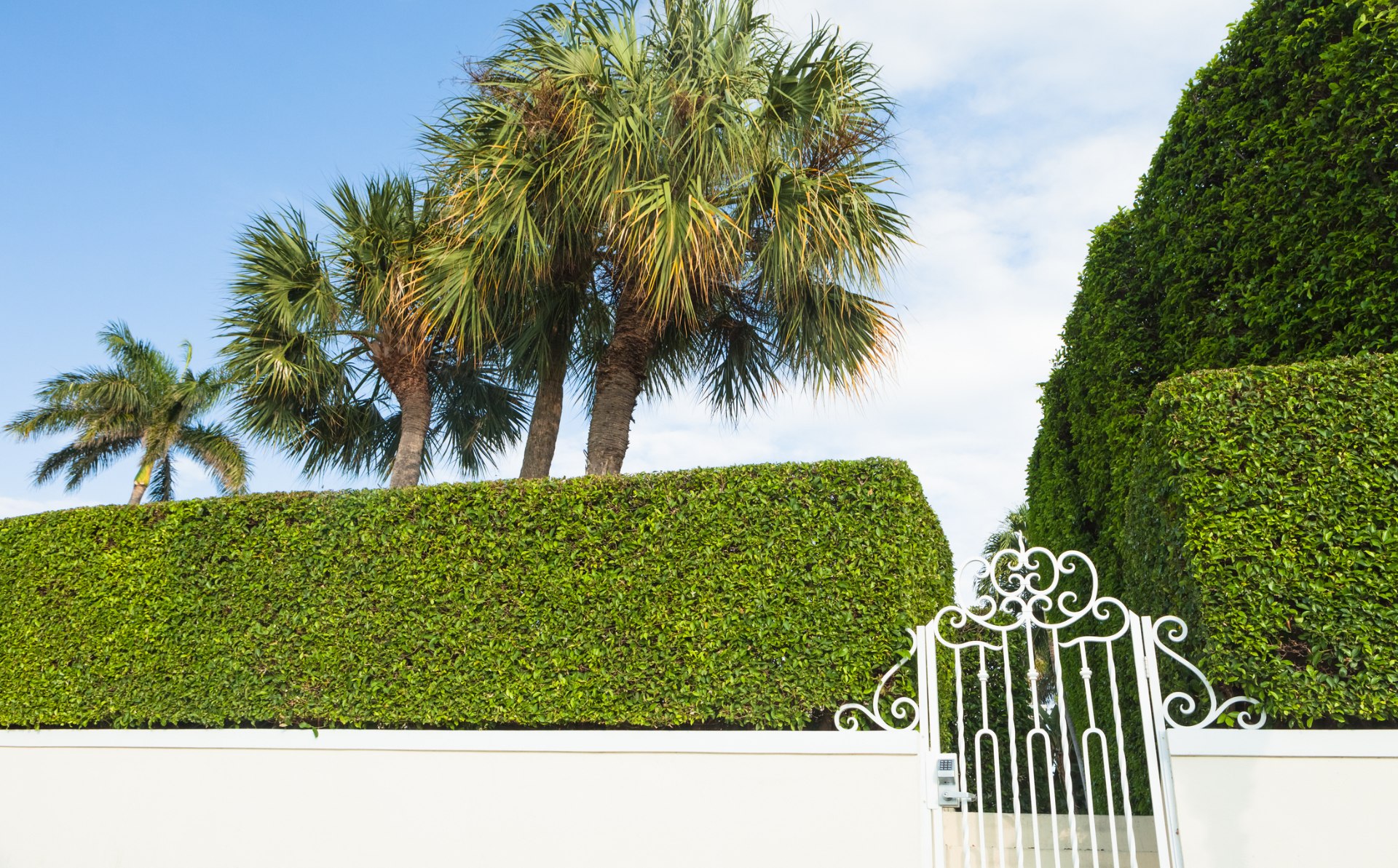Hedge Palm Beach