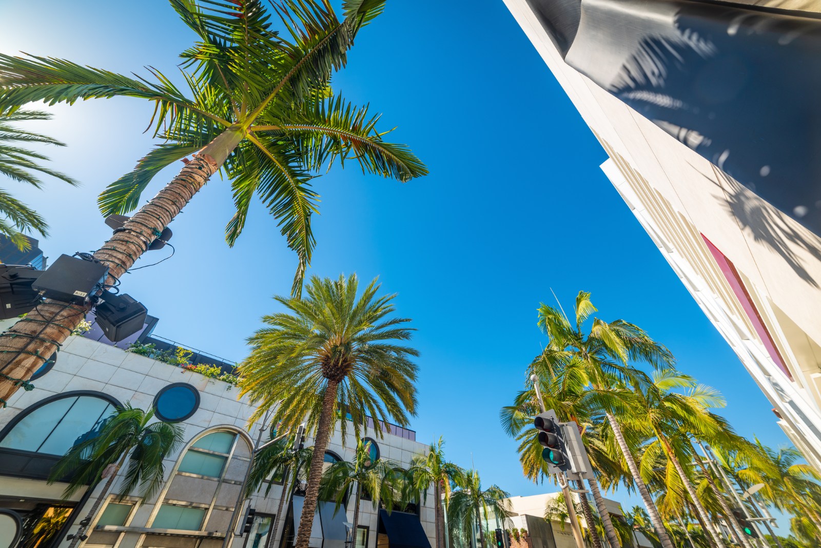 Beverly Hills palm trees