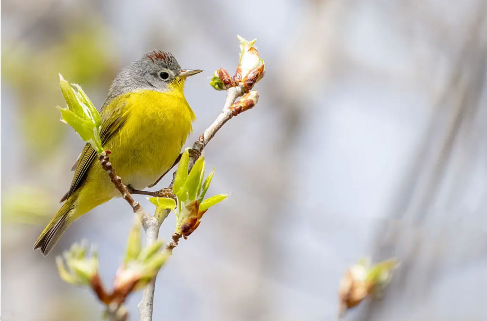 Red Guitar Bridge Detail