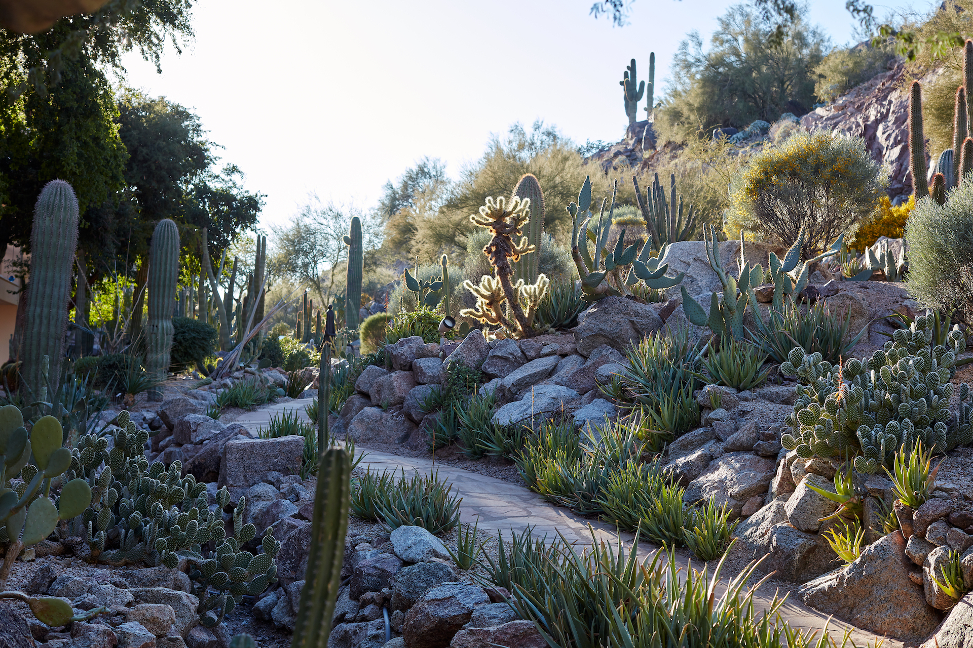 Photo of Ascent at The Phoenician.