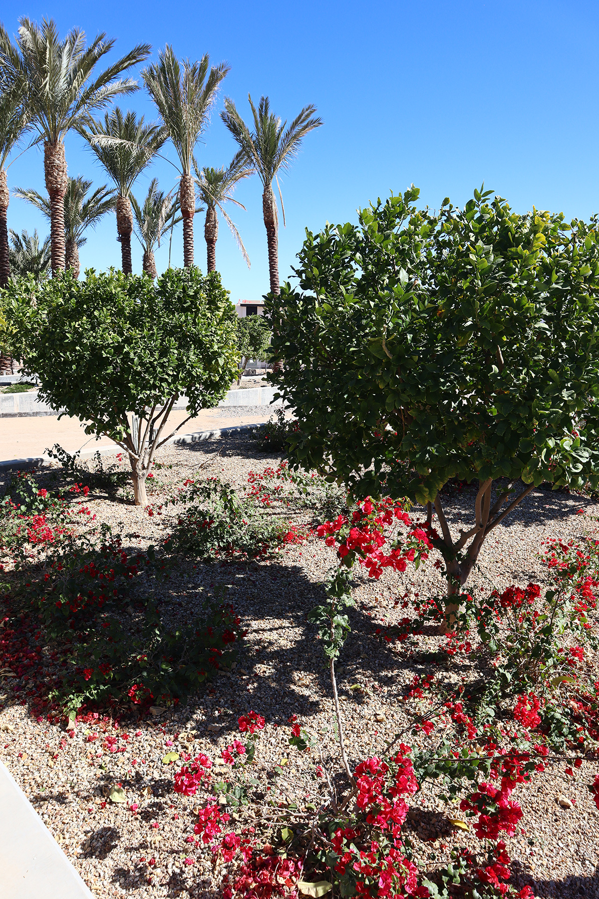 Photo of the Ritz-Carlton, Paradise Valley.