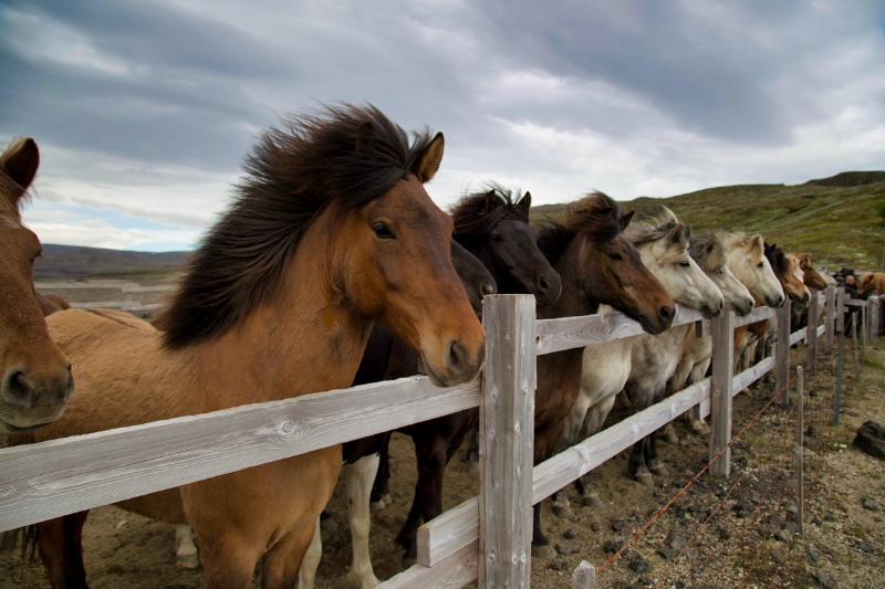 Equestrian & Horse Ranch