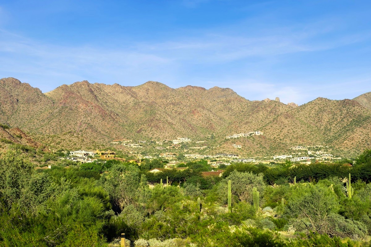 Silverleaf