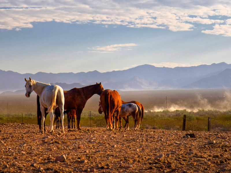 Equestrian & Horse Ranch