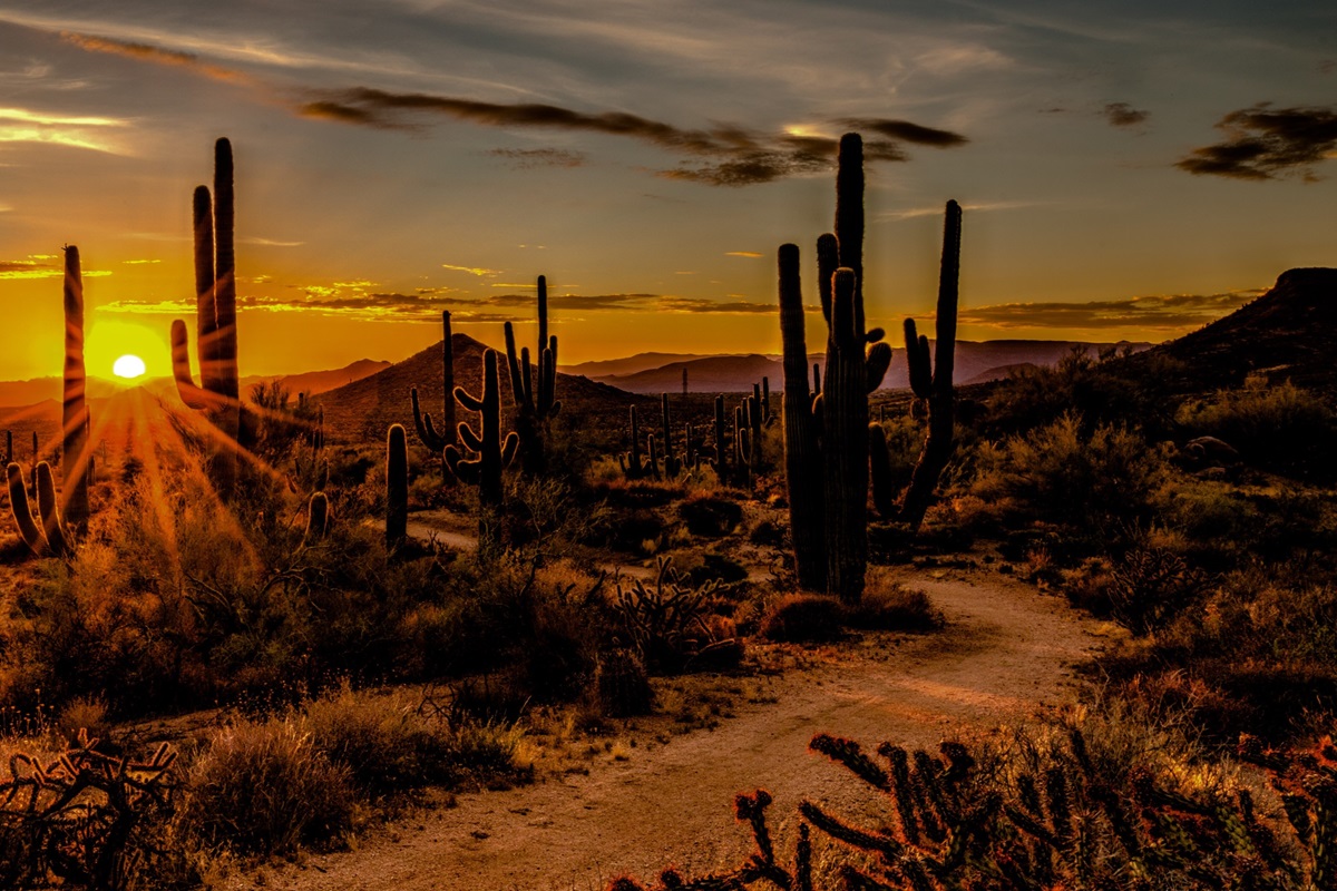Arizona's Sonoran Desert at night. 