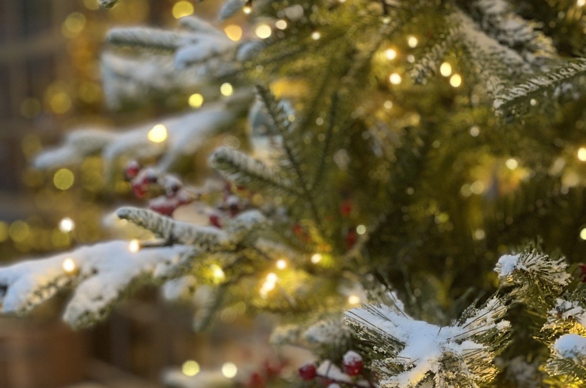 Snow-covered Christmas tree branches with glowing lights and red berries in a cozy, festive setting.