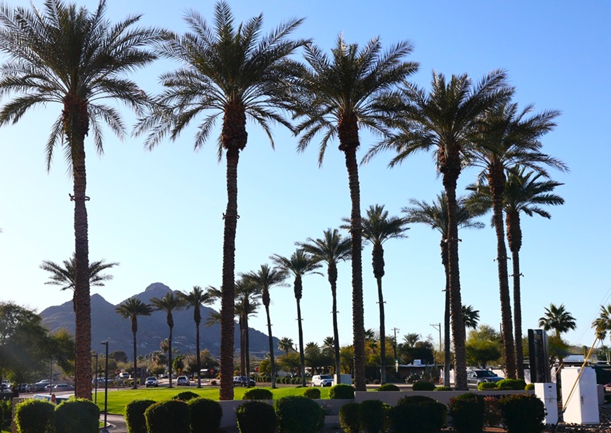Palm-lined street offering scenic views near Paradise Valley, Arizona.