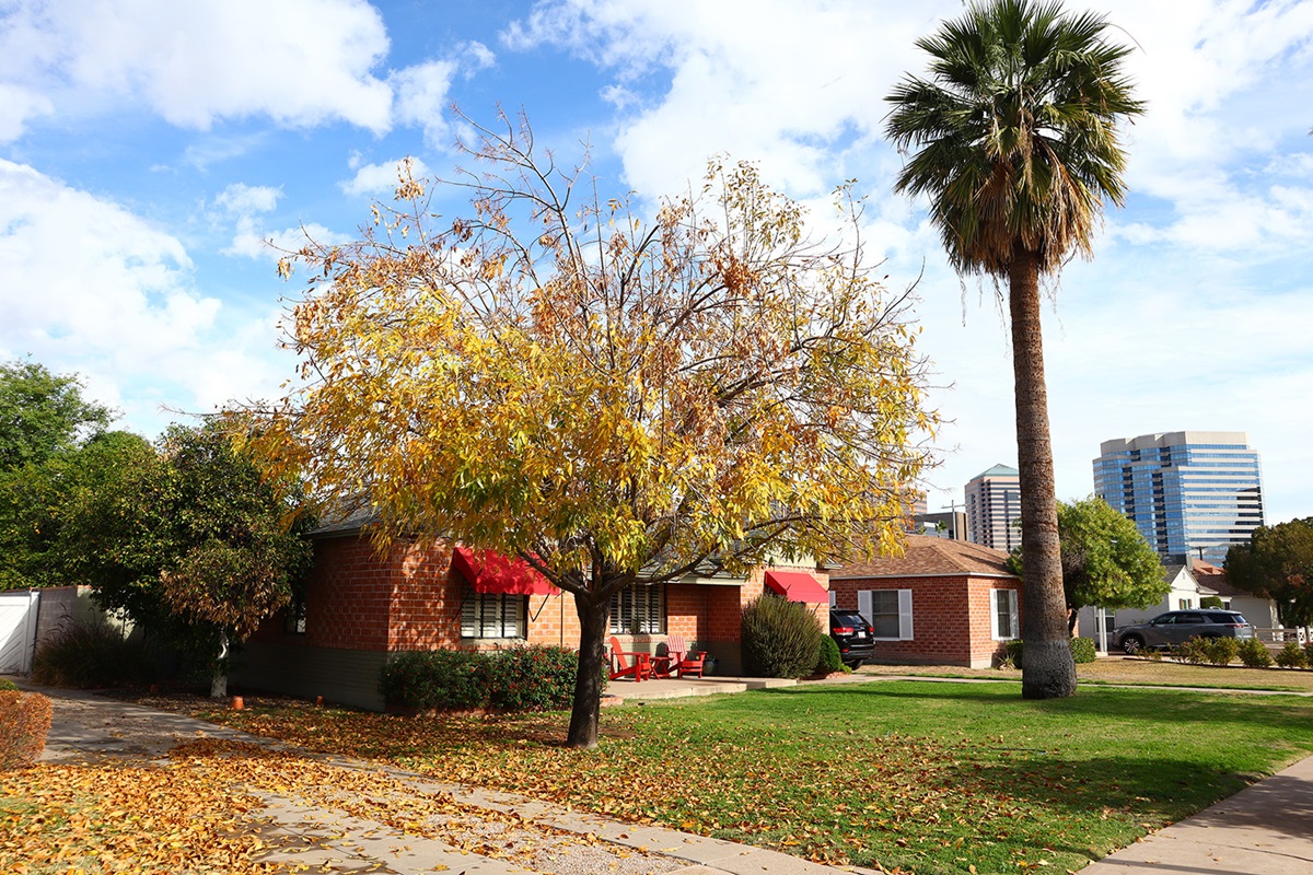 Neighborhood street view in Phoenix with brick homes, autumn foliage, palm tree, and city skyline backdrop.