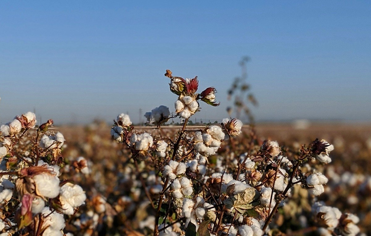 Cotton plants growing in an Arizona field under clear blue skies.