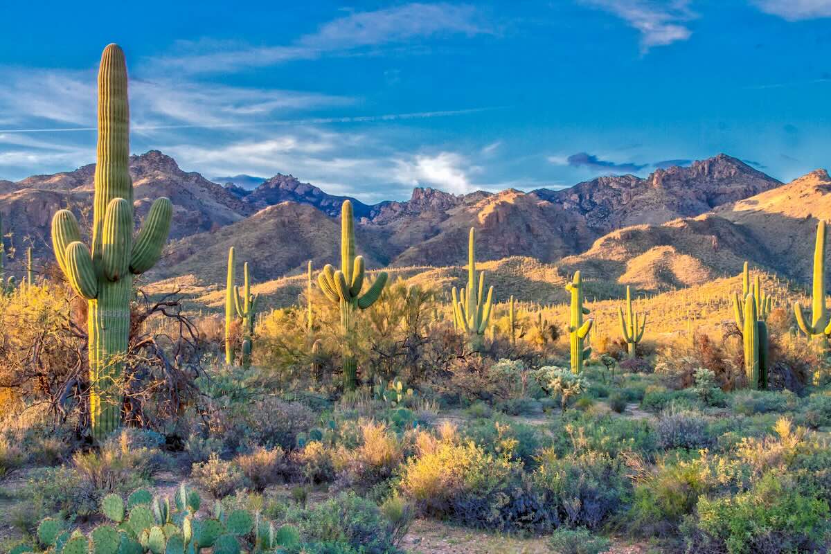 Sonoran Desert in Scottsdale