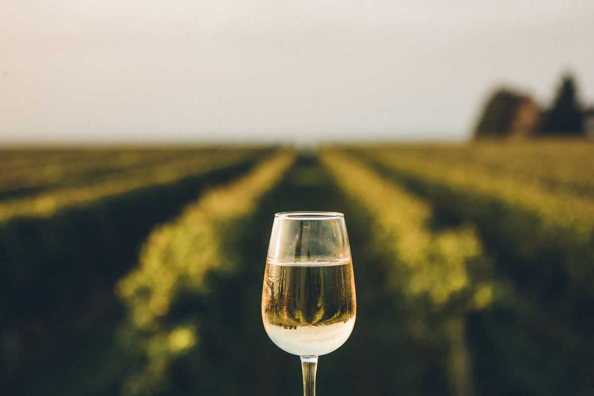 white wine in glass with vineyard in the background