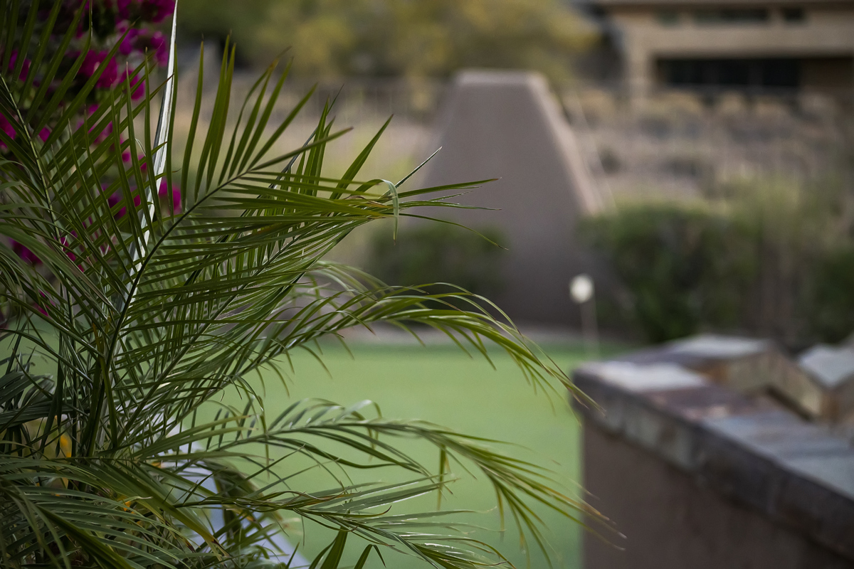 Close-up of palm leaves with a blurred backyard patio and greenery in the background.