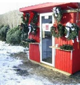 Local Christmas Tree Farms