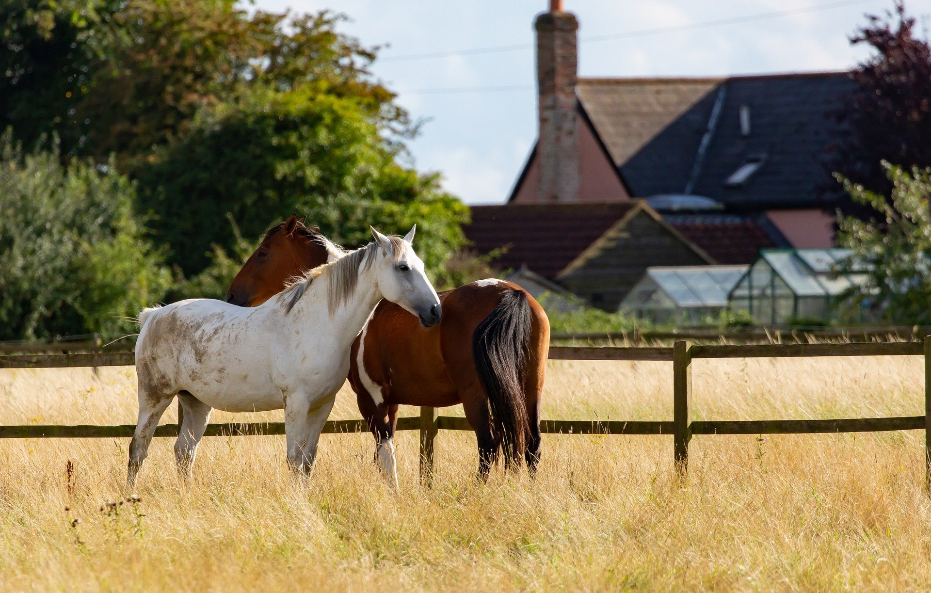 horses