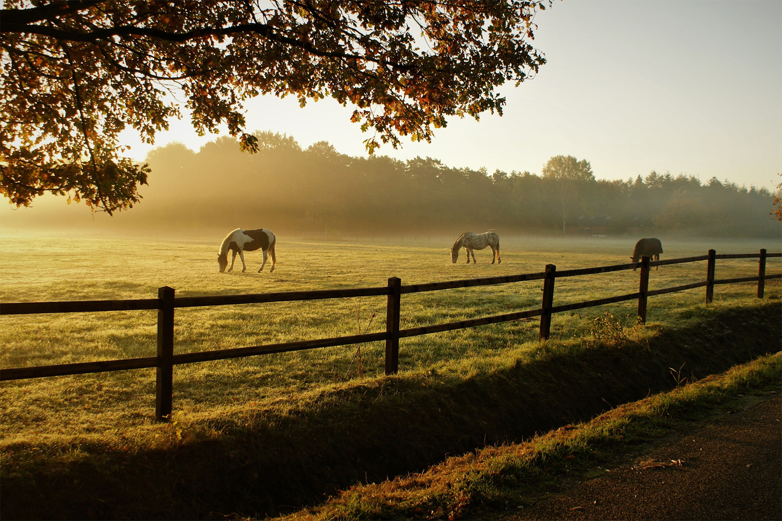 Equestrian